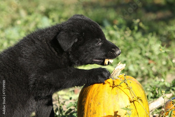 Fototapeta Amazing puppy of German shepherd with pumpkin