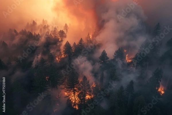 Obraz fire burning forest view from above