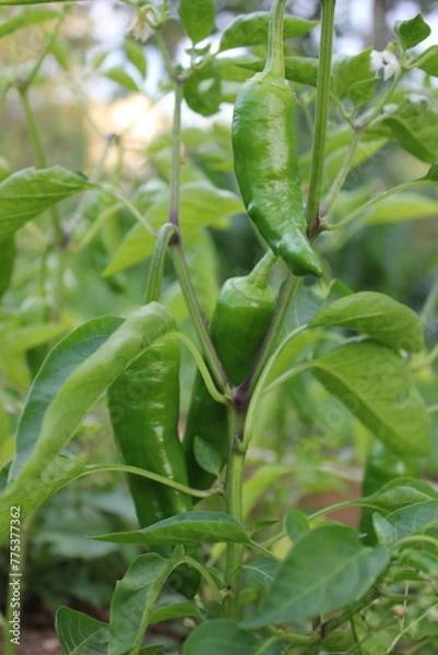 Fototapeta green pepper in the garden