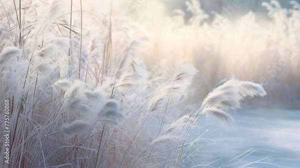 Fototapeta Winter atmospheric landscape with frost. Frozen grass