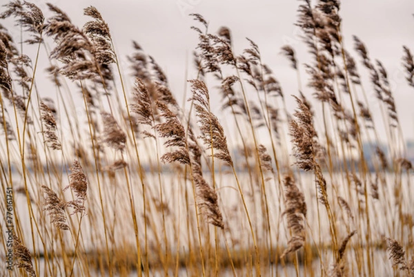 Fototapeta Hamburg, Germany. Reed (Phragmites australis) at the lake Alster.