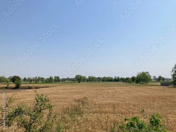 Obraz landscape with a field