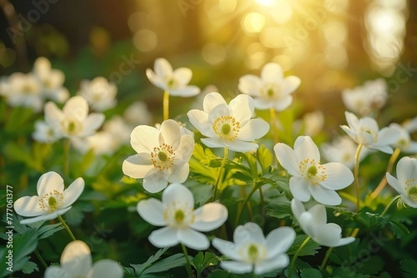 Fototapeta Beautiful white flowers of anemones in spring in a forest close-up in sunlight in nature. Spring forest landscape with flowering primroses