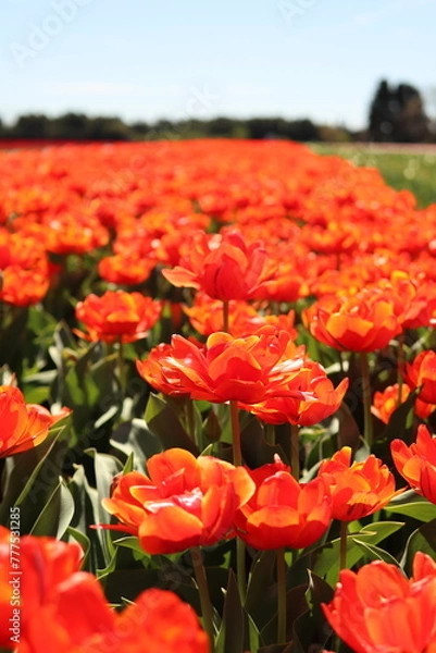 Obraz Champs de Tulipe