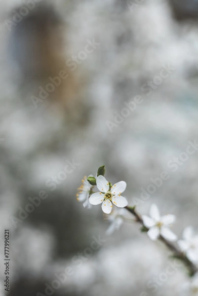 Fototapeta Cherry blossom close-up. Fragrant blossom trees. Spring has come.