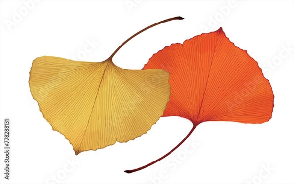 Fototapeta RGBCreative hand-painted leaf material, vector illustration, white background.