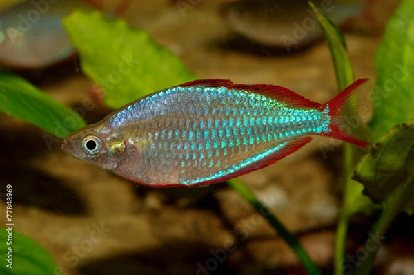 Fototapeta Melanotaenia fish