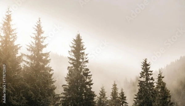 Fototapeta the dramatic wall fir tree forest against the gray sky in the fog for creative background