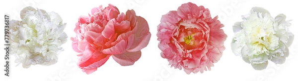 Fototapeta Set   pink peonies  flowers   on   isolated background with clipping path. Closeup.. . Transparent background.   Nature.