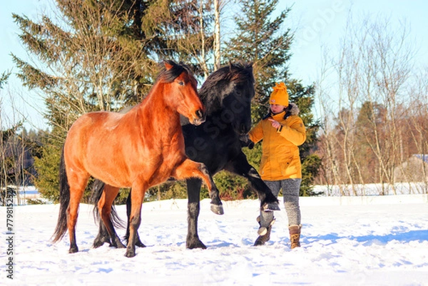 Fototapeta Liberty horses synchronously perform a Spanish walk at the request of a man in a field in winter