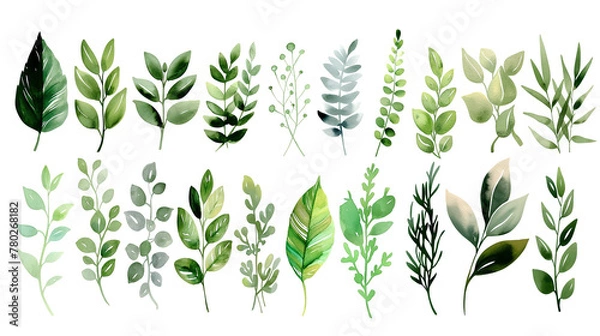 Fototapeta Botanical Illustration of Various Green Leaves