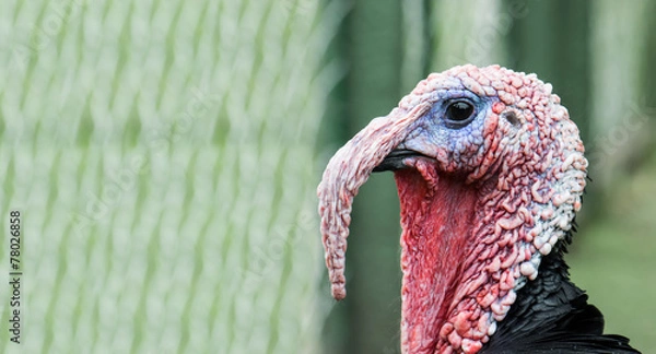 Fototapeta Portrait of a turkey