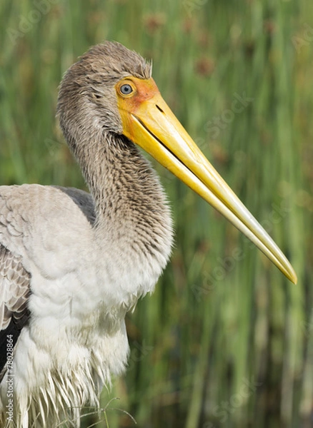 Fototapeta africa kenya Lake  Nakuru reserve, yellow billed stork