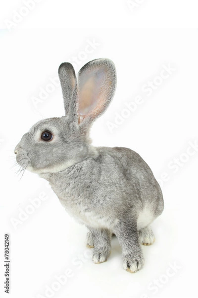 Fototapeta gray rabbit