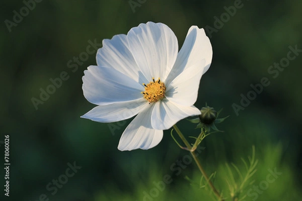 Fototapeta daisy petals macro