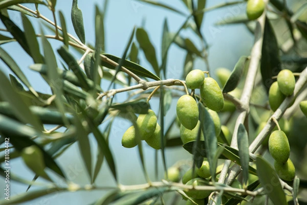 Fototapeta green olives hanging on tree lima peru