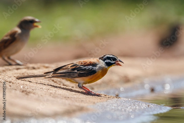 Fototapeta African Golden breasted Bunting standing along waterhole in Kruger National park, South Africa ; Specie Fringillaria flaviventris family of Emberizidae