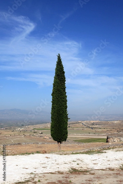 Fototapeta Cypress