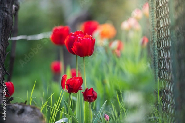 Fototapeta Colorful tulips blossom in spring in the garden