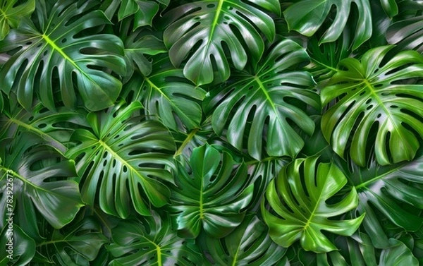 Fototapeta A green leaf of a monstera plant