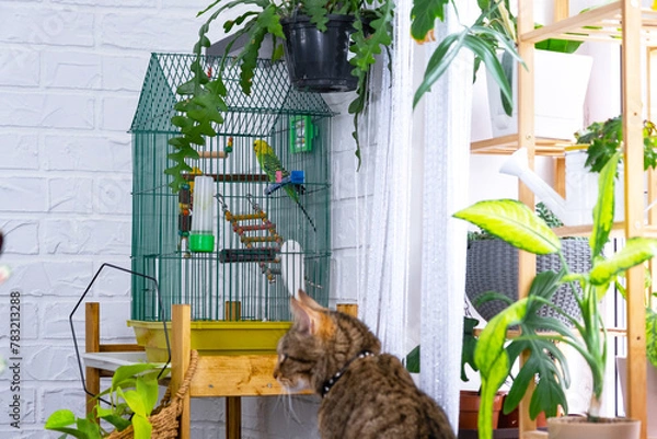 Obraz A domestic cat hunts a budgie in a cage. The relationship of pets, a cat and a parrot, danger, stress and friendship.