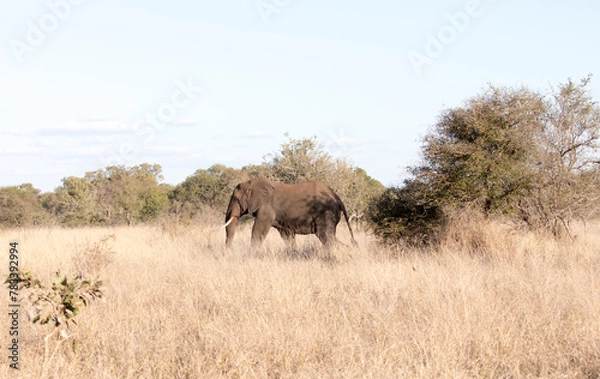 Fototapeta A view of elephant