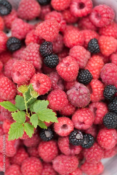 Fototapeta Background of raspberry and wild blackberry berries