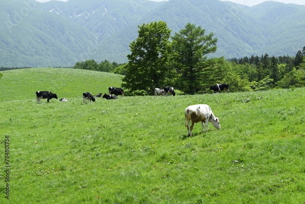 Fototapeta 牛の放牧 月山高原牧場 山形県