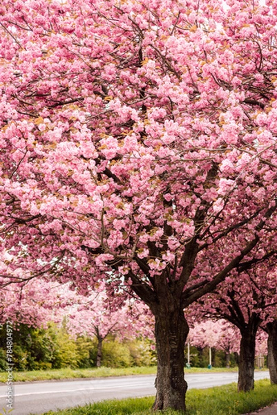 Fototapeta Cherry blossoms. Pink flowering tree in spring in the park