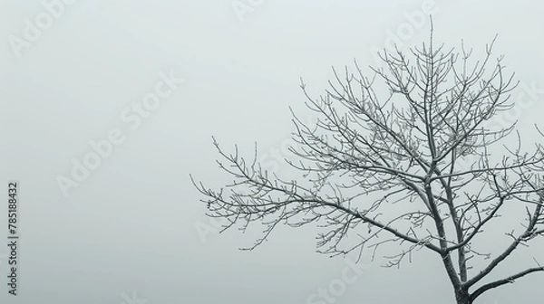 Obraz Seasonal Leaves: A photo of a tree with bare branches against a gray sky