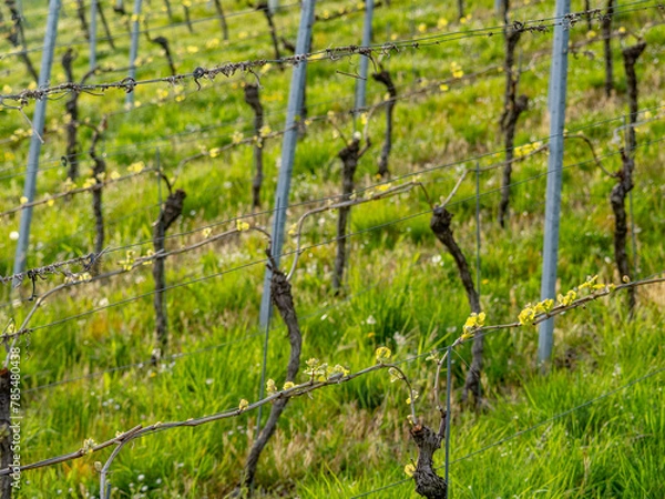 Fototapeta Junge Triebe am Weinstock im Frühjahr