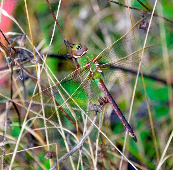 Obraz Close-up of Dragonfly sitting on small twigs, colorful still shot