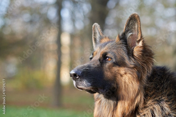 Fototapeta German shepherd dog