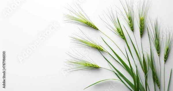 Obraz green grass and flower isolated on white