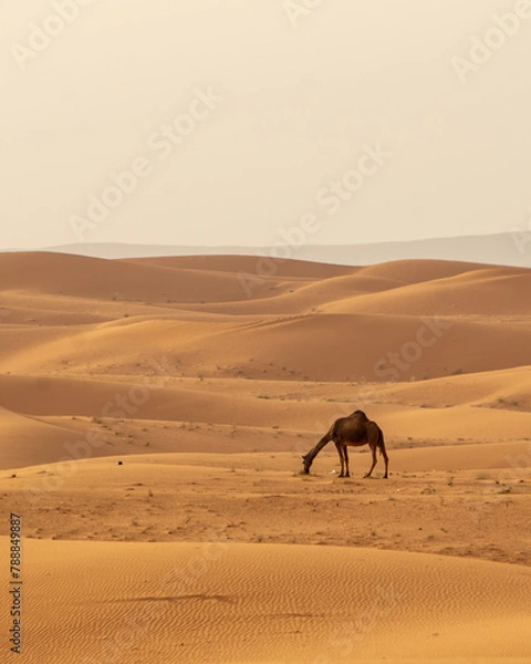 Fototapeta The Eating Camel