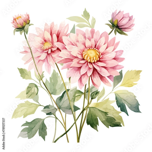 Fototapeta watercolor hand-painted flower vector art painting illustration. dahlia, daisy, decoration, decorative, design, drawing, flora, floral, flower, fresh, garden, green, hand drawn, illustration