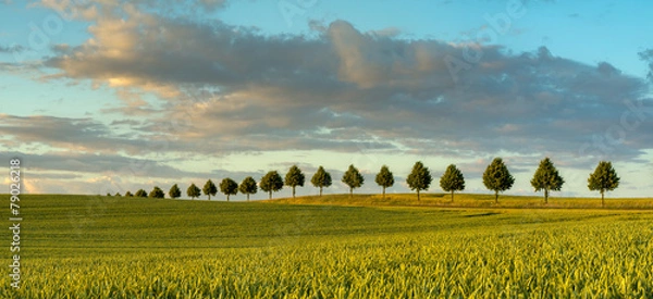 Fototapeta Panorama wiosennego pola