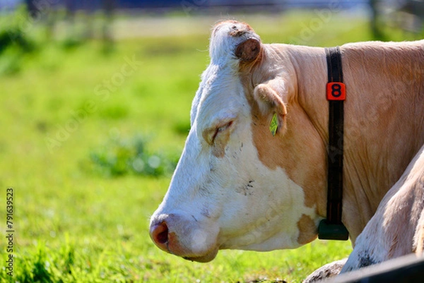 Fototapeta Dutch cow in a grassy field. Spring time in The Netherlands. 