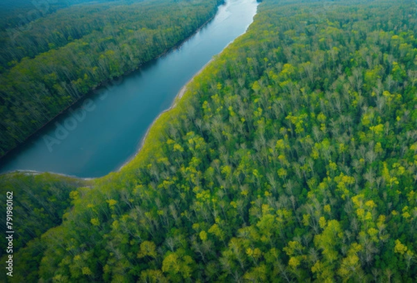 Fototapeta Aerial view of a dense forest and a meandering blue river in early morning light