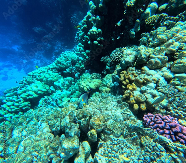 Fototapeta Underwater view of coral reef with fishes and corals in tropical sea