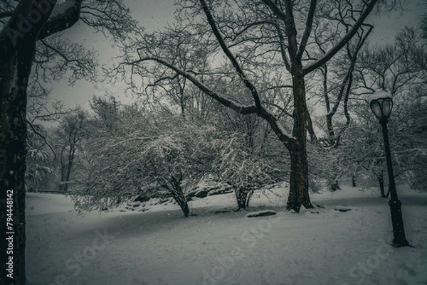 Fototapeta trees in the snow