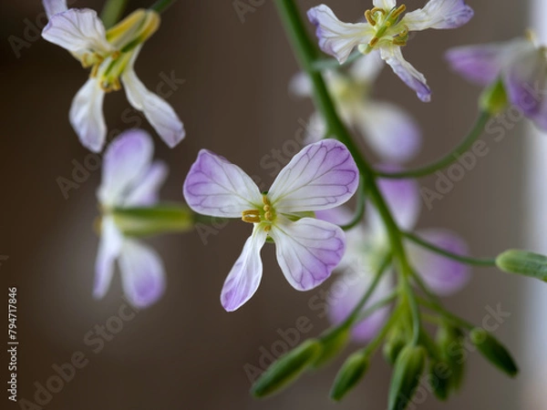 Fototapeta white and purple daikon raddish flower