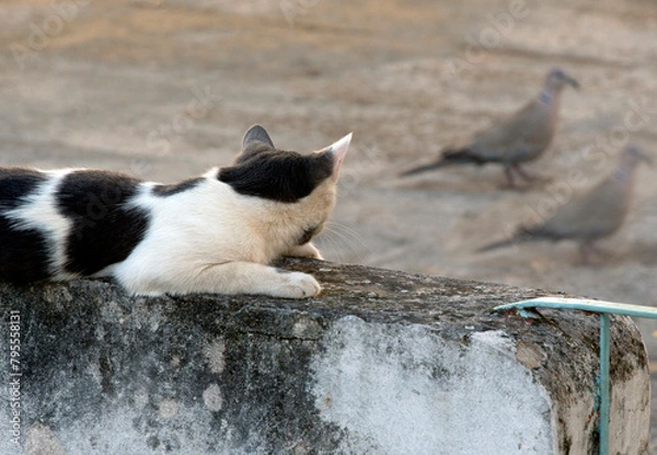 Fototapeta black and white cat standing on a cement fence ,staring at birds . sunny afternoon. selective focus