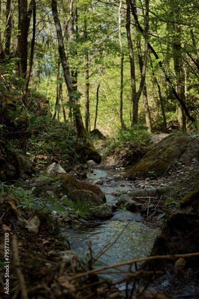 Fototapeta A stream in the woods.