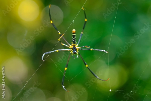 Fototapeta Nephila pilipes is a species of golden orb-web spider. It is located in all countries in East and Southeast Asia as well as Oceania. spider web in tropical forest.