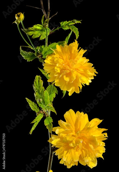 Fototapeta Blooming kerria japonica flowers on a black background