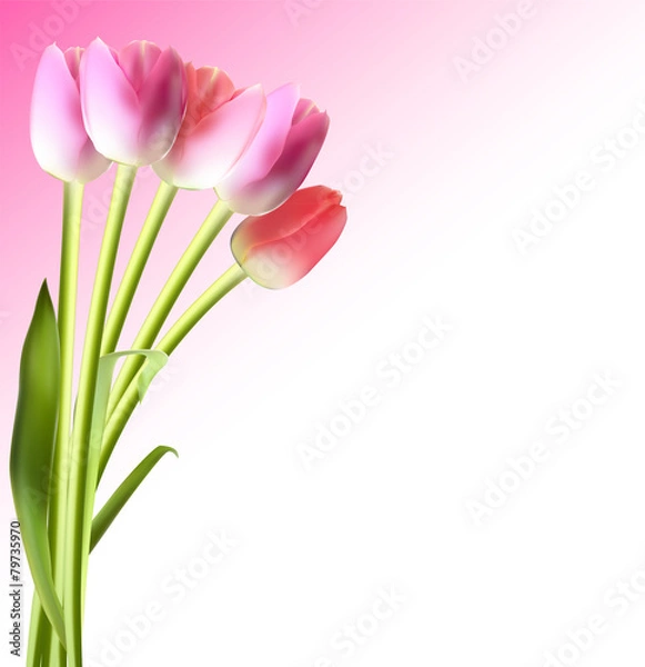 Fototapeta Beautiful Pink Realistic Tulip Background Vector Illustration