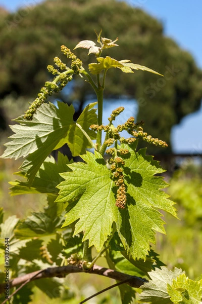 Fototapeta young green unripe wine grapes