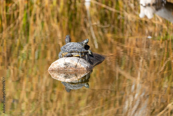 Fototapeta Turtles sunbathing on a rock Agua Caliente Regional Park - Tucson Arizona