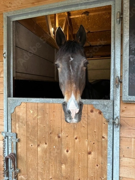 Fototapeta Adorable horse in stable. Lovely domesticated animal